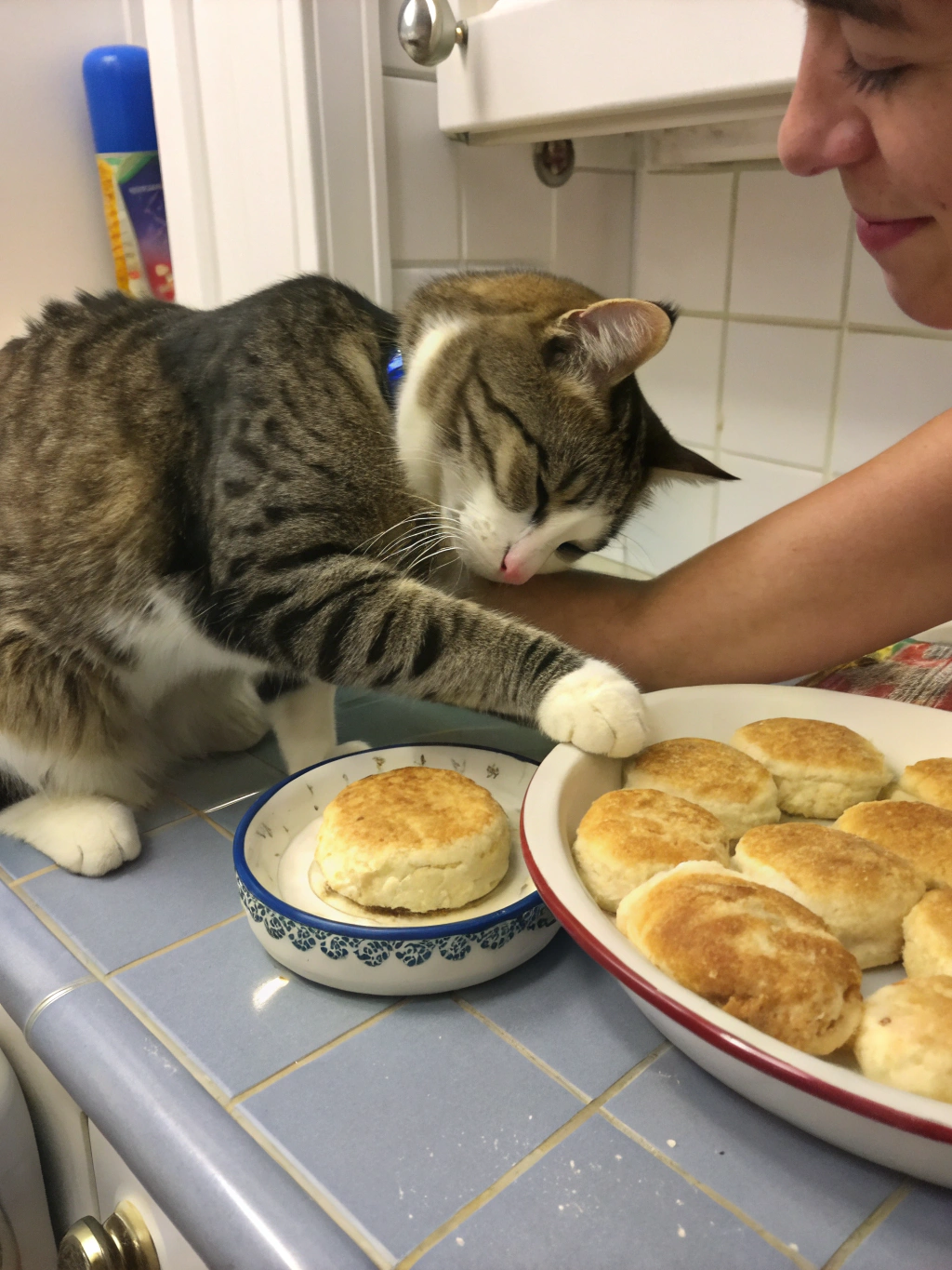 why do cats make biscuits on me